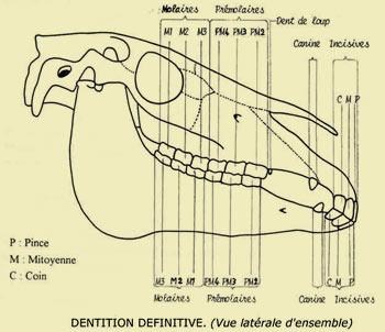 Anatomie du cheval Dentit10