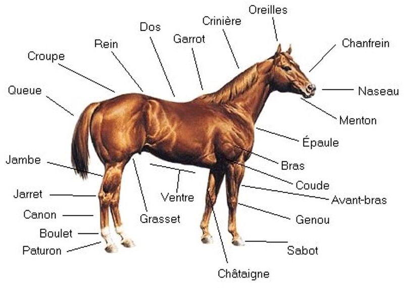 Anatomie du cheval Morpho10