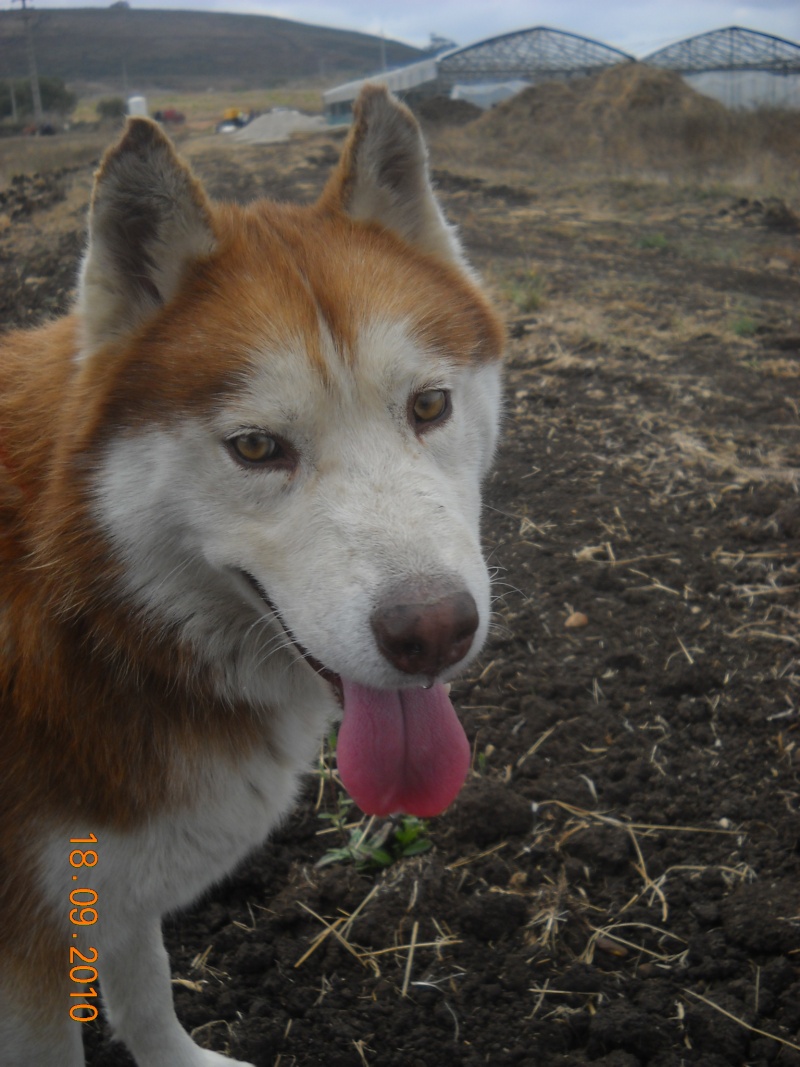 Úlfur, Husky, novo, lindo! Sintra 05811