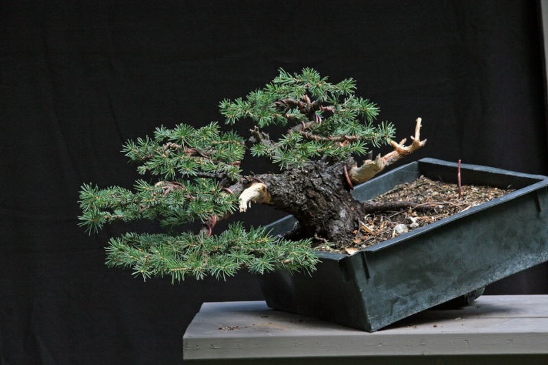 Pot ideas for a yamadori spruce Spruce11