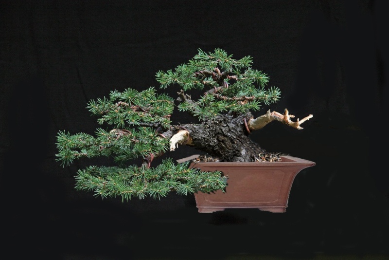Pot ideas for a yamadori spruce Spruce12