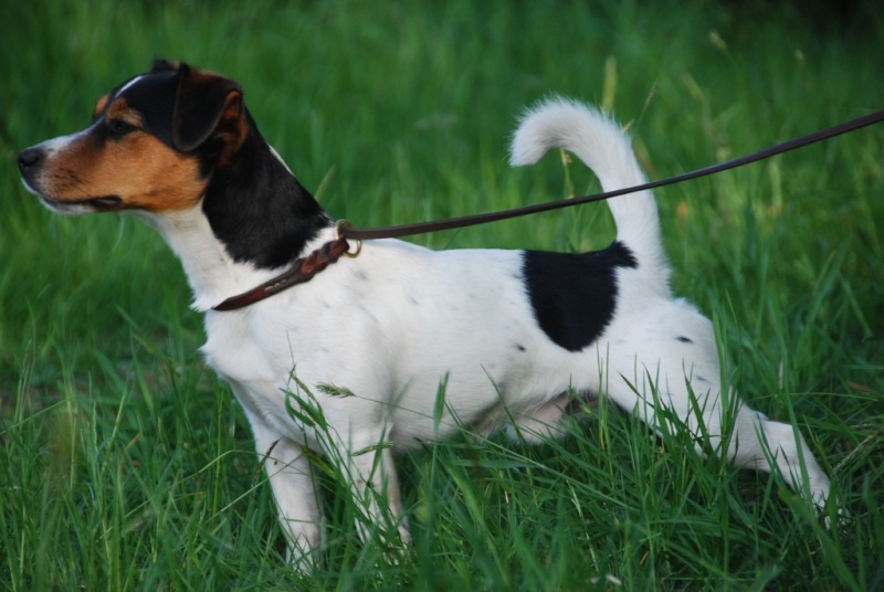 Jack Russell da sogno - Pagina 10 Ch_ado10