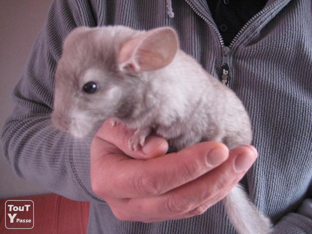 chérche bébé chinchilou dans la belgique Photo310