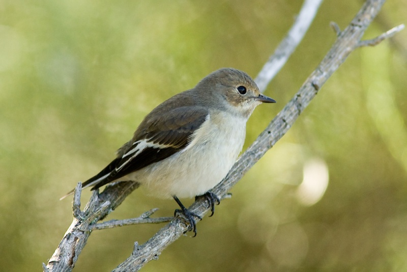 Jolis petits oiseaux... ou grands. A_12210