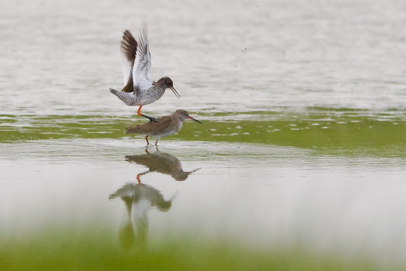 Jolis petits oiseaux... ou grands. A_7310