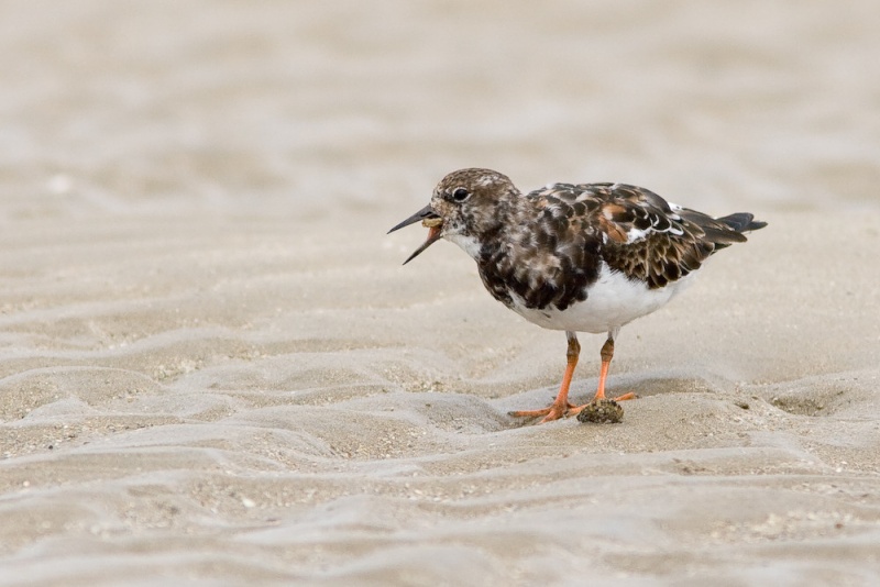 Jolis petits oiseaux... ou grands. A_8310