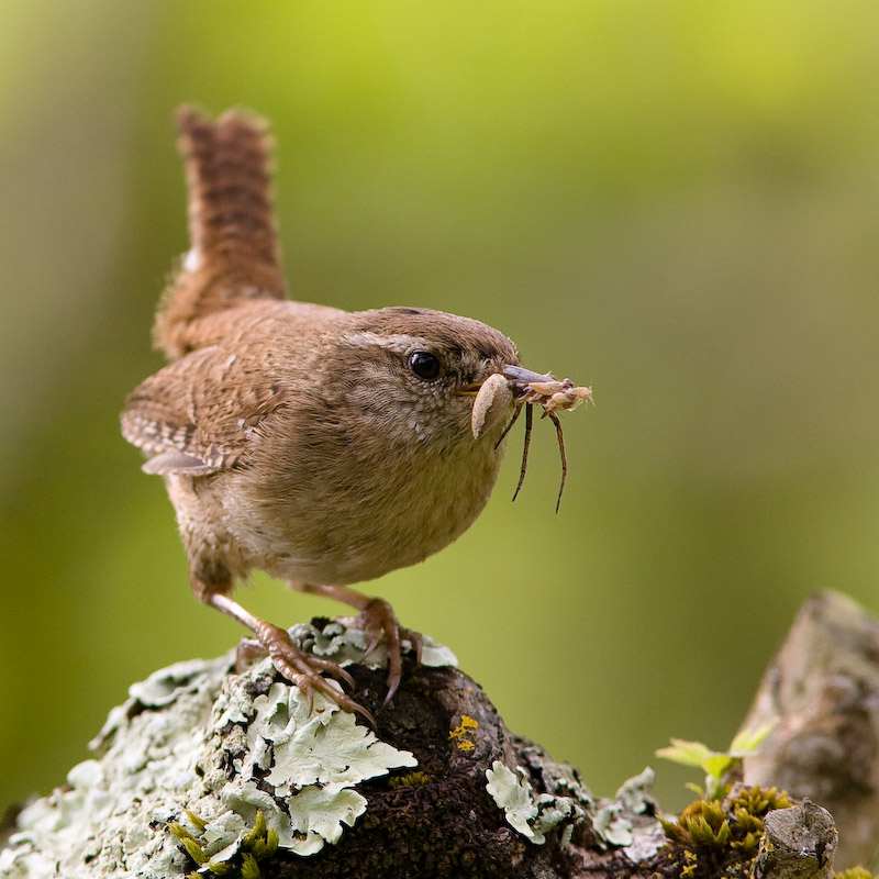 Jolis petits oiseaux... ou grands. A_8510