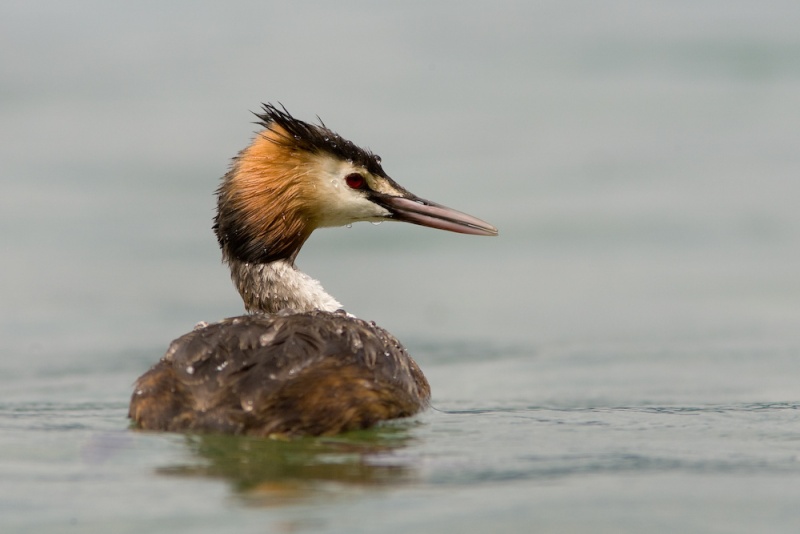 Jolis petits oiseaux... ou grands. A_8910