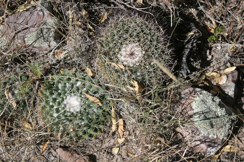 More plants in habitat Img_6710