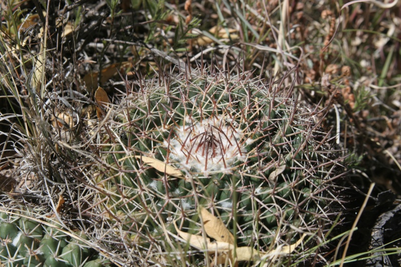 More plants in habitat Img_6711