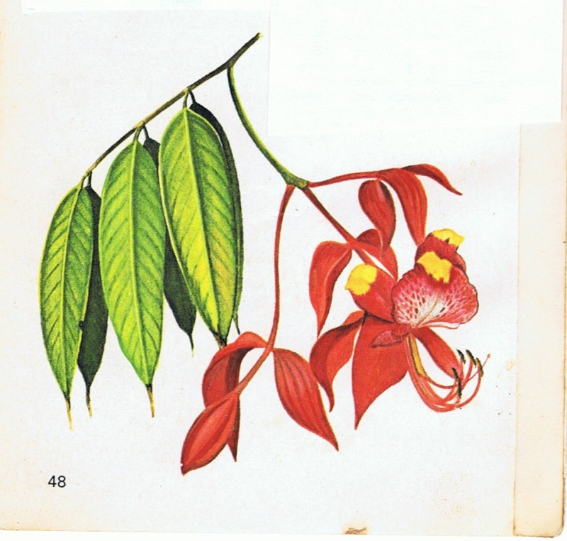Amherstia nobilis en Martinique Amhers12