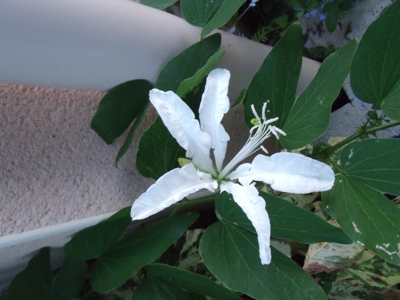 Le Bauhinia grandiflora Bauhin10