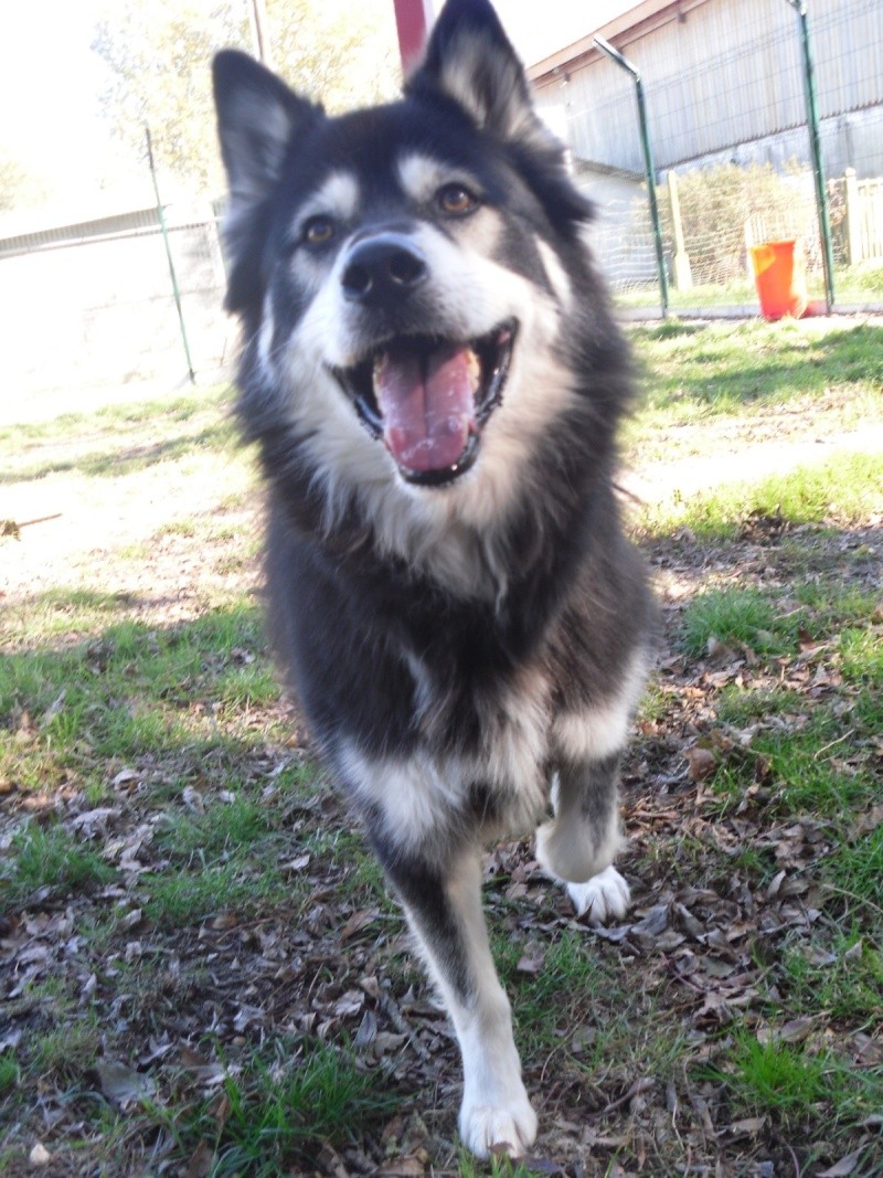 URSUL, superbe Malamute noir/blanc, sociable et joueur, REF (33)DECEDE - Page 2 Sdc14711