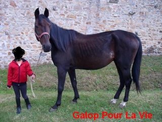 QUICKSILVER - TA né en 2002 - adopté en mai 2013 par Heush23 Quick210