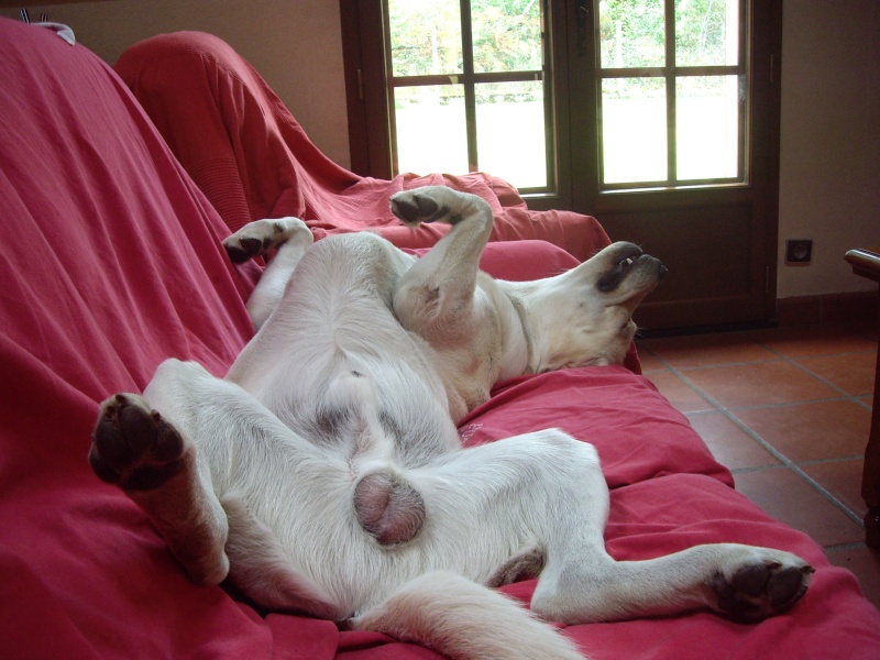 Résultat du concours photos : "Mon chien dort dans des positions acrobatiques..." Imgp1410