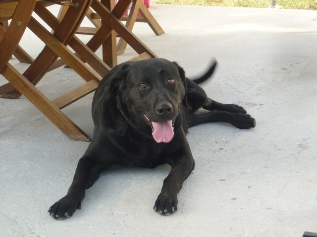 Comedy Labrador noire 6 ans (dept 33) P1090210