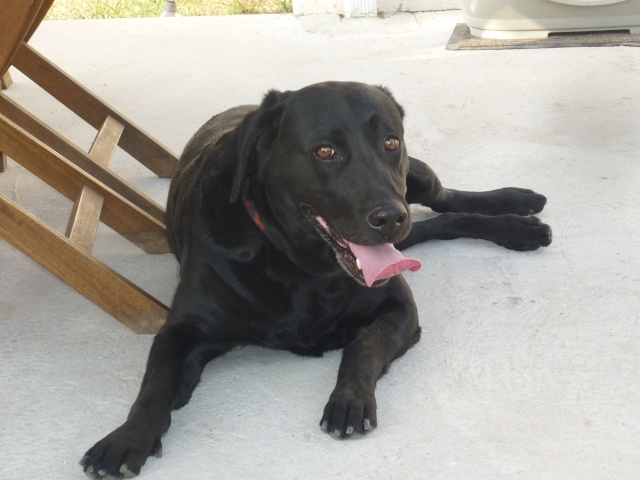 ASA - Comedy Labrador noire 7 ans (dept 33) P1090211