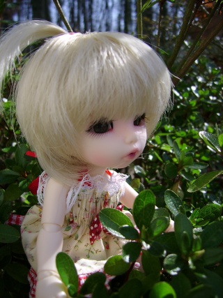 Un petit coucou de Lolita, Pukifee Ante de Fairyland Ssa53612