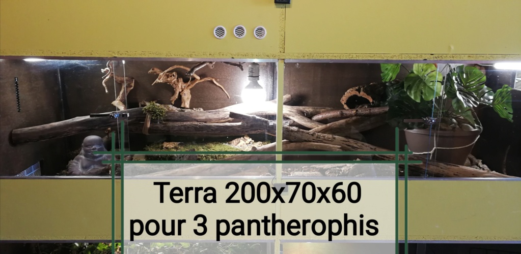 TERRA POUR MES 3 PANTHEROPHIS GUTTATUS  Img_2033