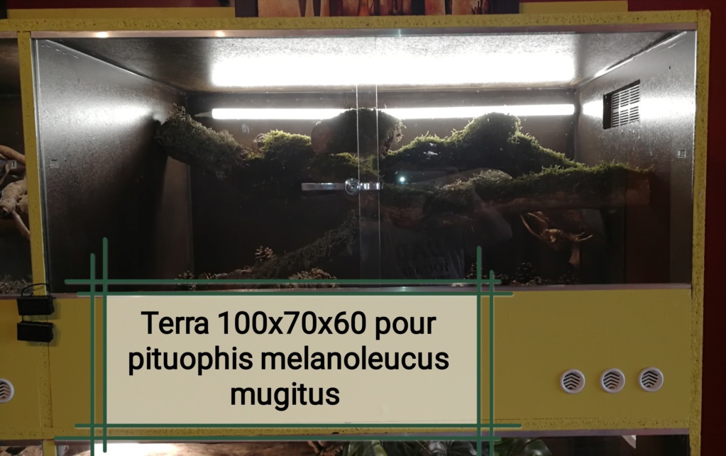 Terra  pituophis melanoleucus mugitus  Img_2050