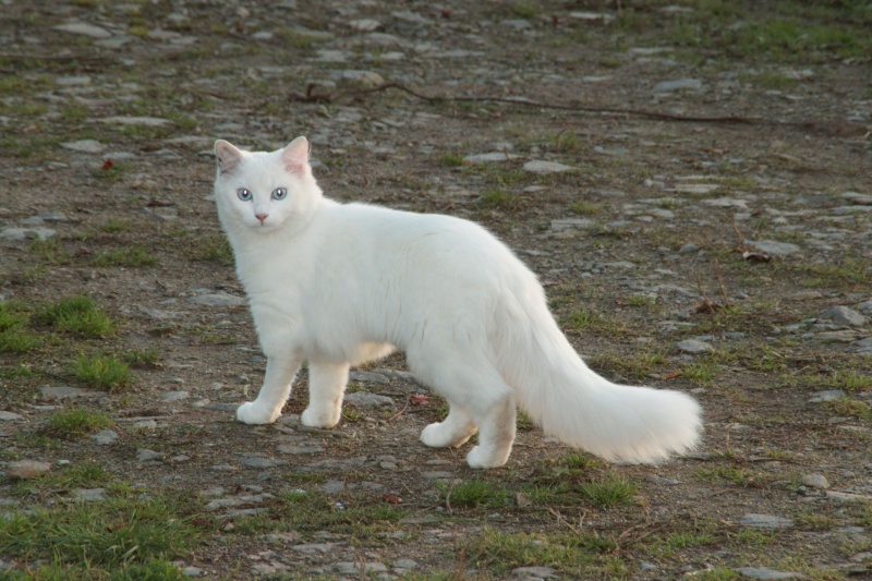 blanche - BLANCHE, blanche poils mi-longs, yeux bleus, 1 an Img_2210