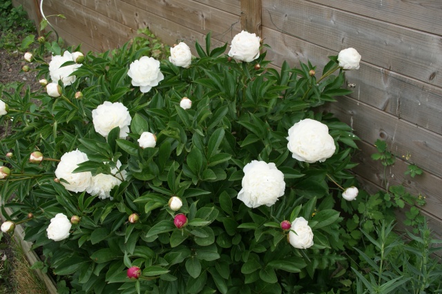 Paeonia, ou pivoines! - Page 12 Dsc01724