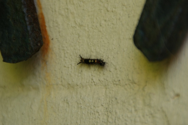 Quel est cet insecte ? Dsc01730