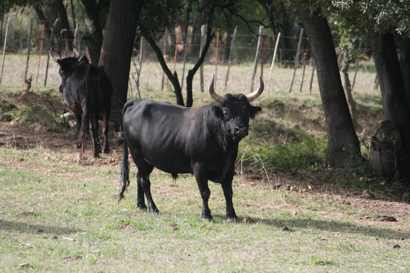 Taureaux et Vaches en pays  - Page 2 00211