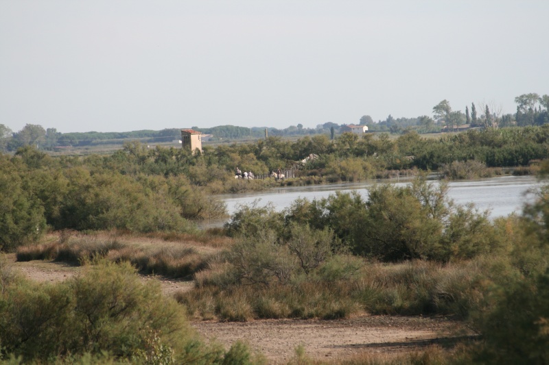 Taureaux et Vaches en pays  00310