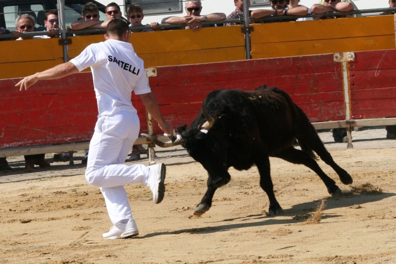 Vaches cocardiéres st comes maruejols !!!!!!  00910