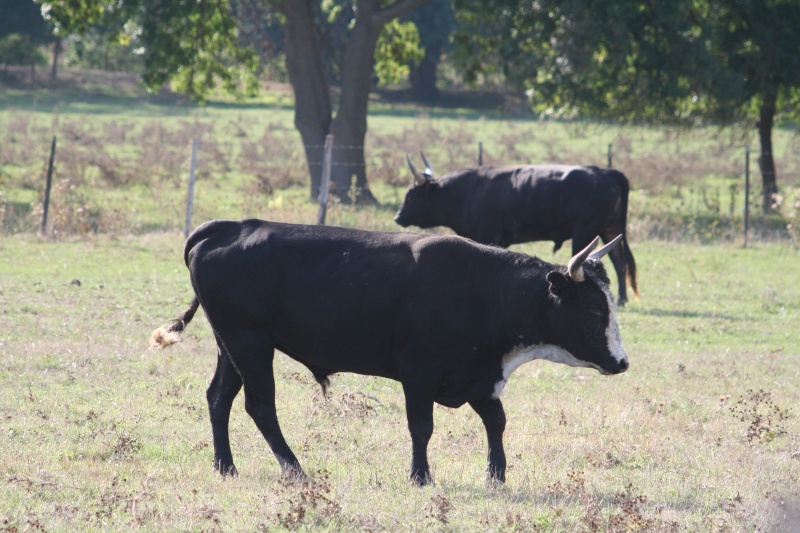 Taureaux et Vaches en pays  01310
