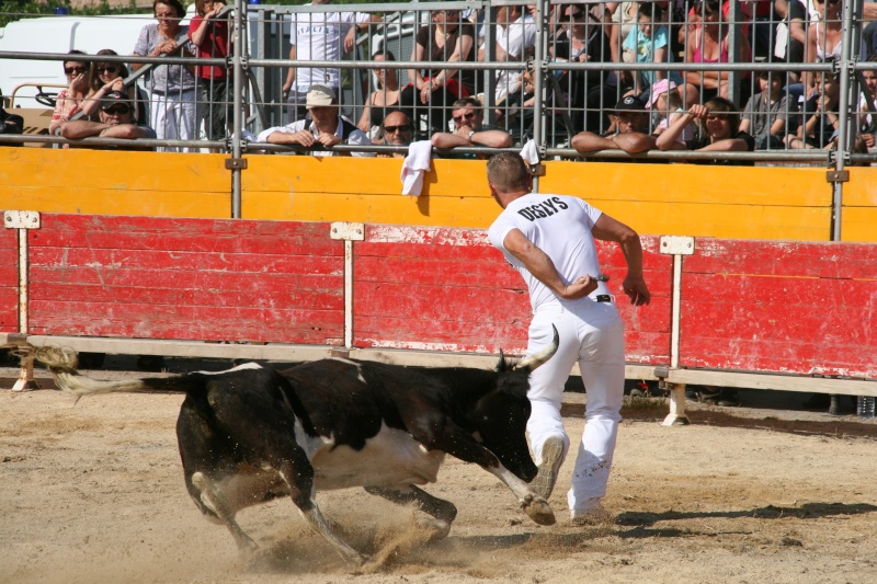 Vaches cocardiéres st comes maruejols !!!!!!  04911