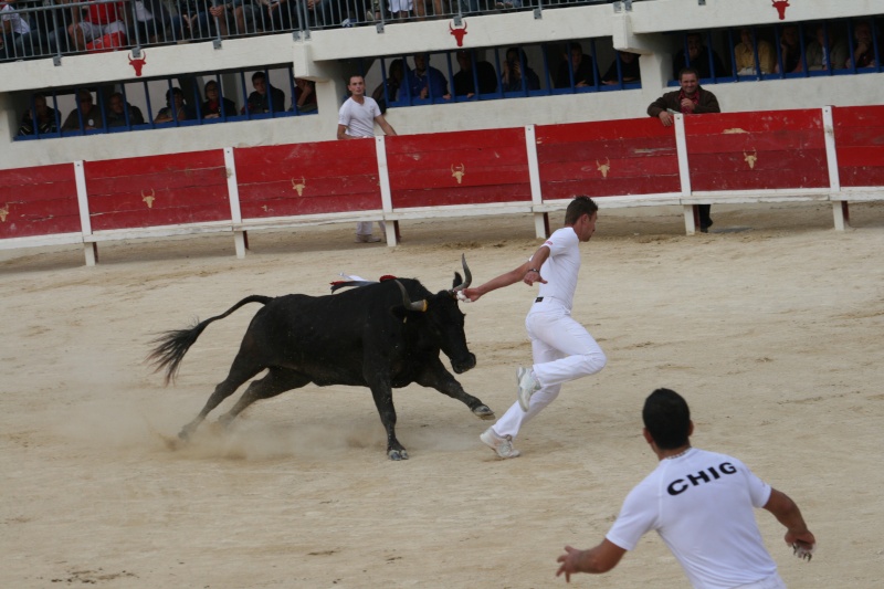 finale vaches cocardiéres !!!!!!  06011