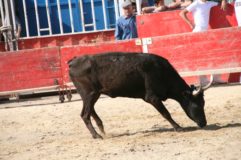 Vaches cocardiéres st comes maruejols !!!!!!  06312