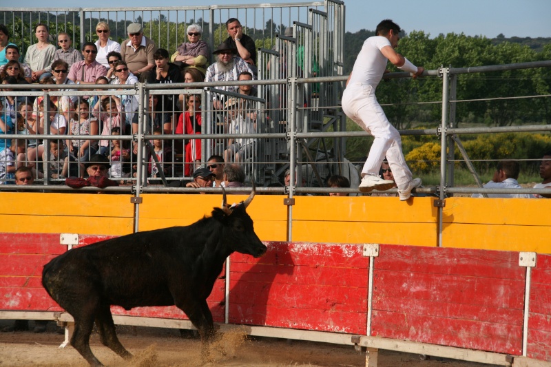 Vaches cocardiéres st comes maruejols !!!!!!  09810