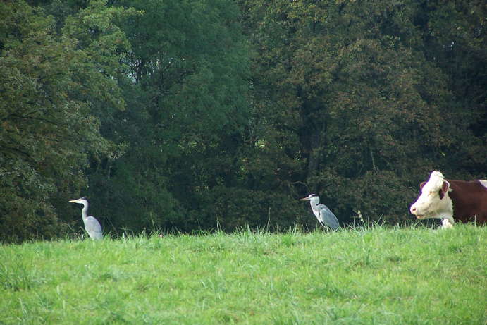 Les oiseaux - Page 2 06301010