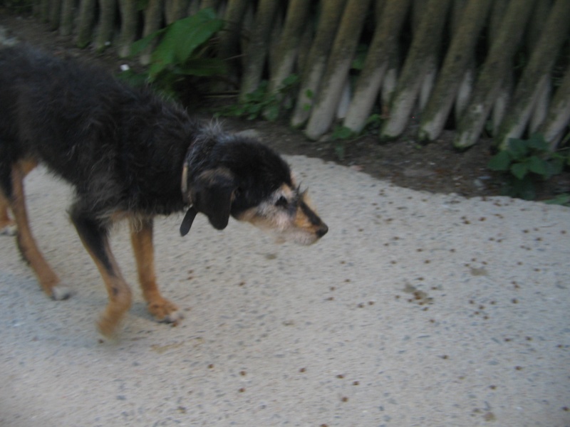  la petite CRIQUETTE vieille ratière de 15 ans 00210