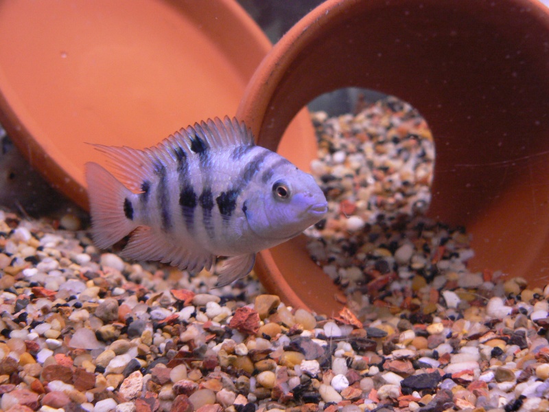 Convict cichlid with possible show quality? 8-18-111