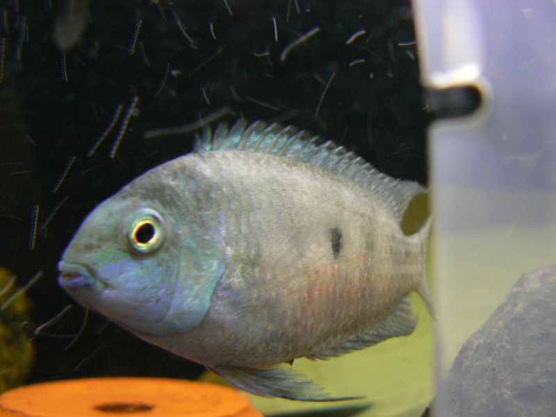 Convict cichlid with possible show quality? Misc_p10