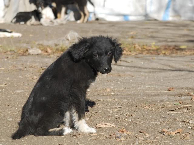 Romeo, xBorder Collie, 9/10 mois 16716510