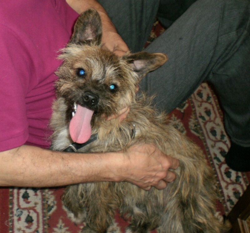 FELINE, femelle croisée cairn terrier née le 01/05/2010 Faline10