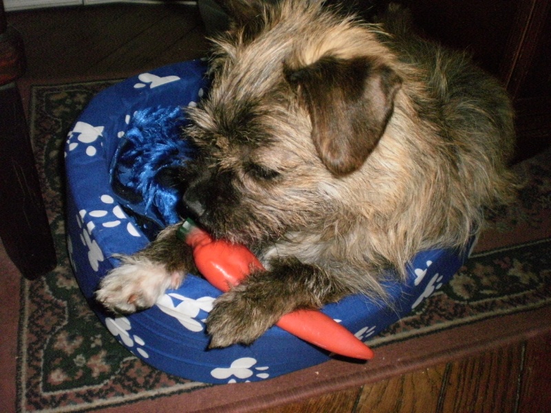 FELINE, femelle croisée cairn terrier née le 01/05/2010 Faline18