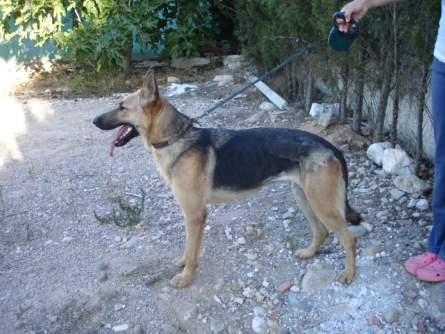 SUSA, femelle x berger allemand de 2 ans environ à sauver avant le 01/11/10 Susa10