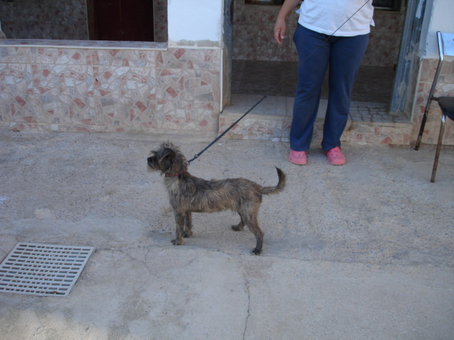 TITO, mâle terrier de 2 ans environ  Tito110