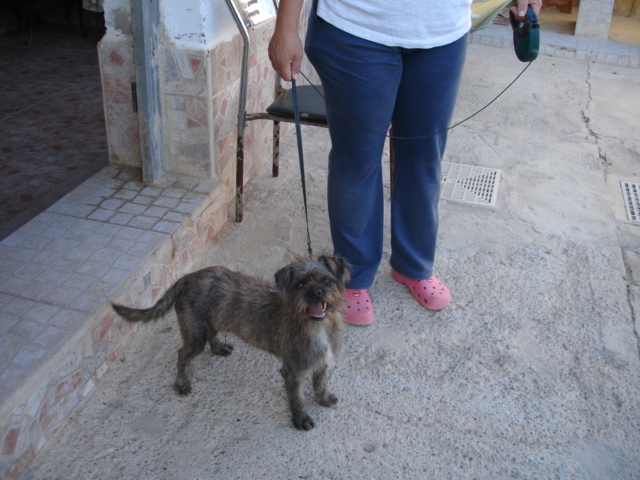 TITO, mâle terrier de 2 ans environ  Tito311