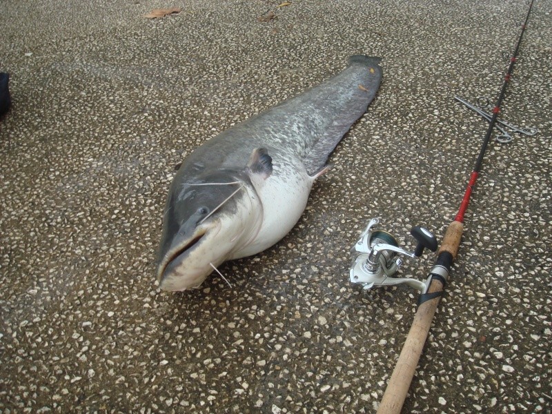 Un silure d'1m10 et 10kg pour Rocco!!!! Record battu!!!!! Dsc04013