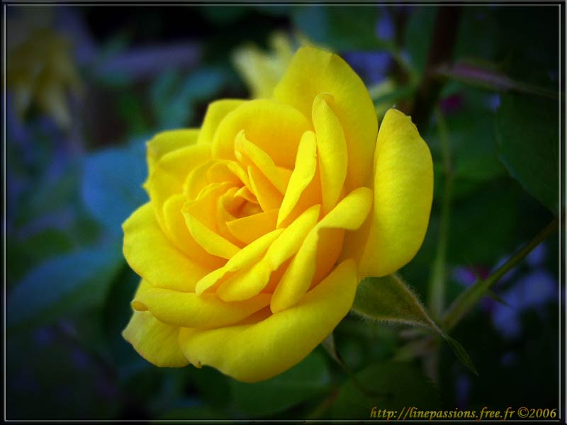 صور زهور جميله جدا باللون الأصفر 05-29_11
