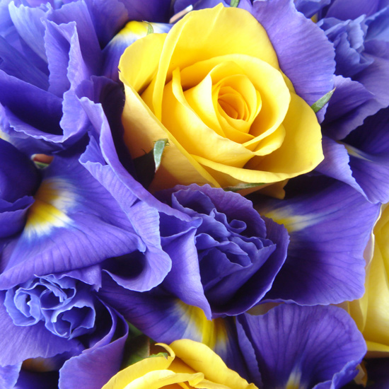 صور زهور جميله جدا باللون الأصفر Roses-11