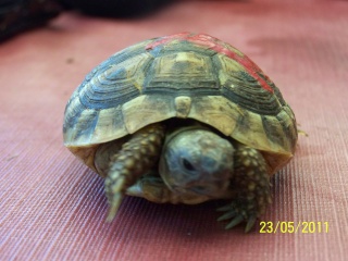 Adoption d'une petite Hermann née en 2008 23-05-12