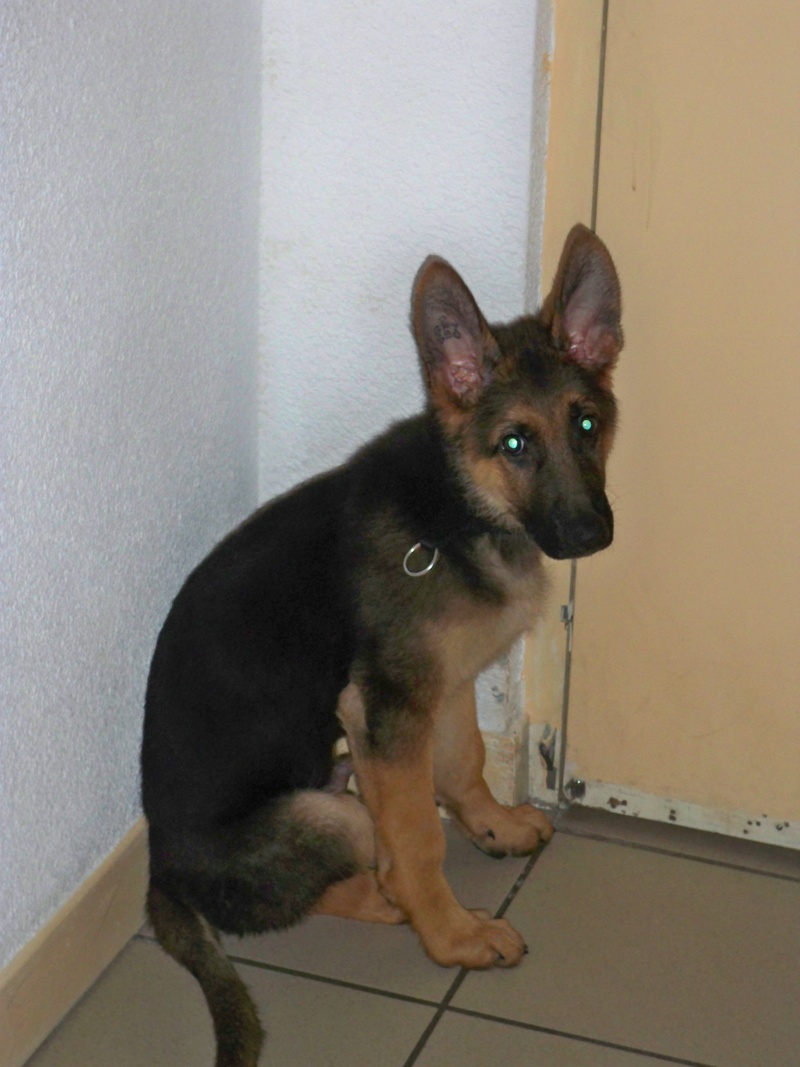 Mon chiot de 2 mois a la parvovirose Page 21
